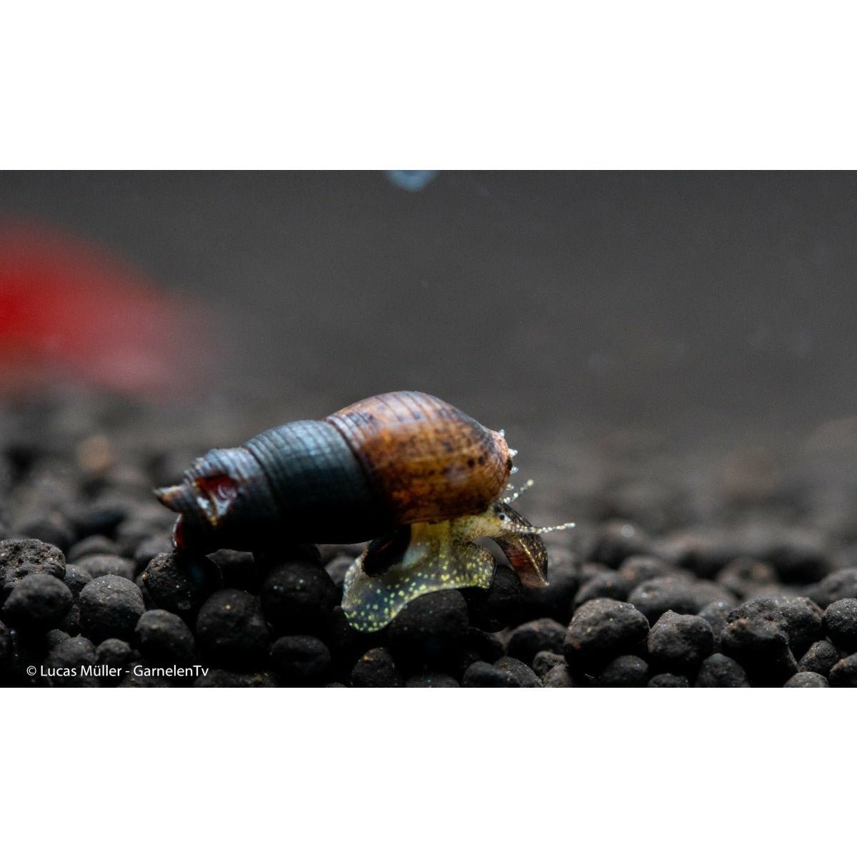 Schwarze Turmdeckelschnecke - Melanoides maculata - GarnelenTv-Shop