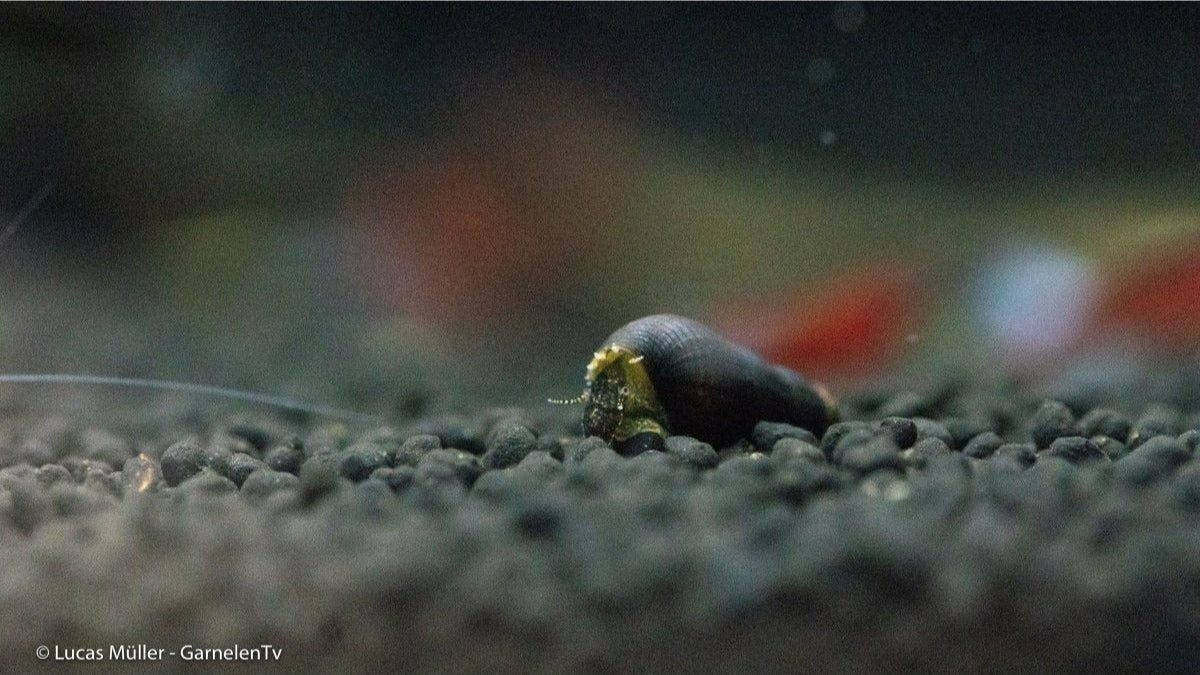Schwarze Turmdeckelschnecke mit spiraligem Muster im Aquarium
