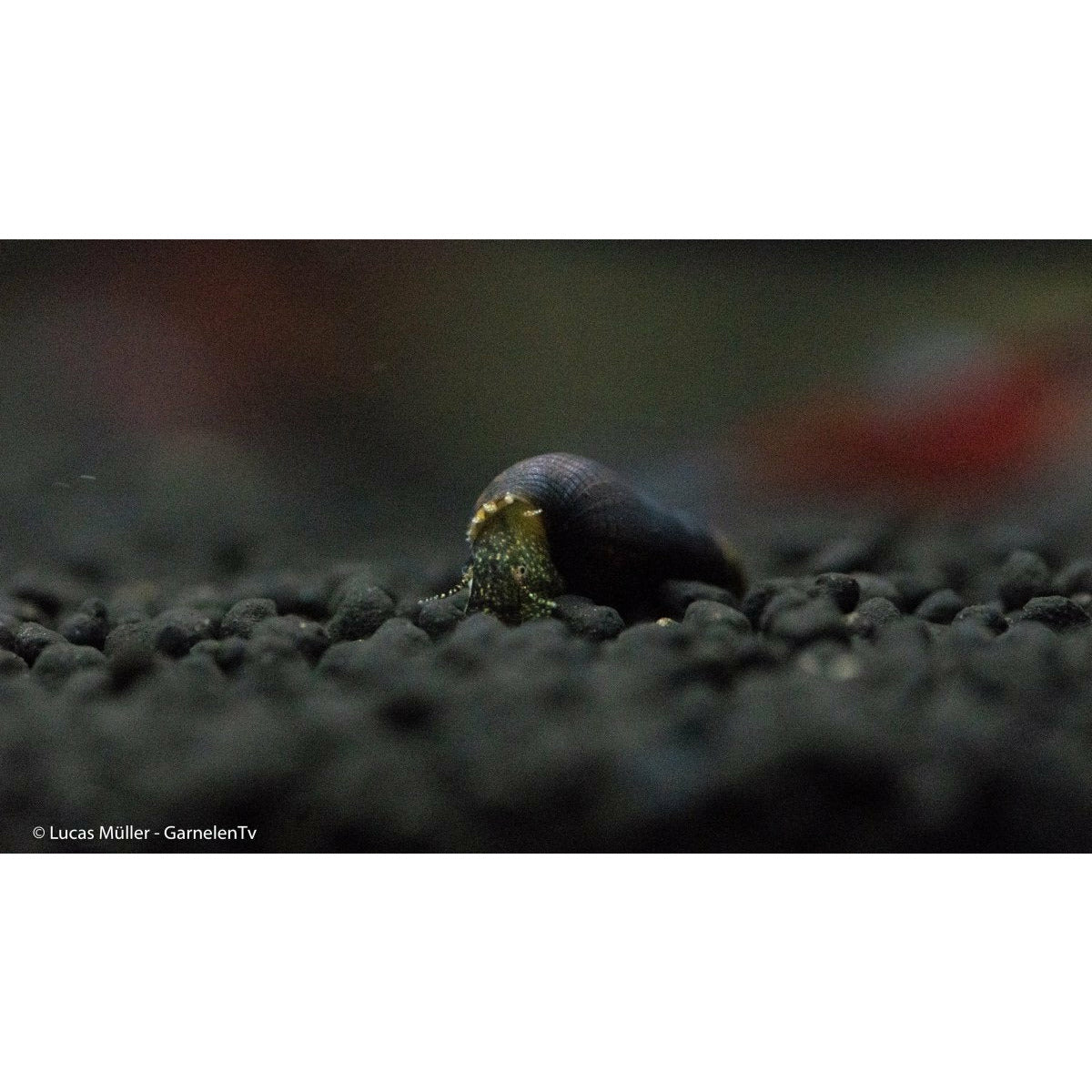 Schwarze Turmdeckelschnecke - Melanoides maculata - GarnelenTv-Shop