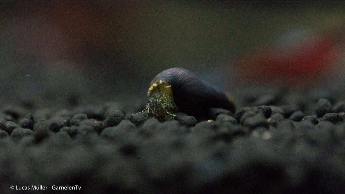 Schwarze Turmdeckelschnecke mit spiraligem Muster im Aquarium
