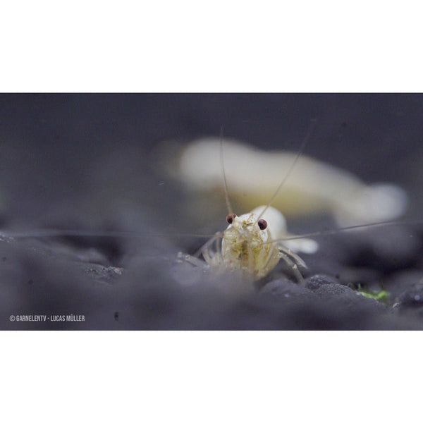 Snow White Bee Shrimp - Golden Bee Shrimp - Caridina logemanni (DNZ) - GarnelenTv-Shop