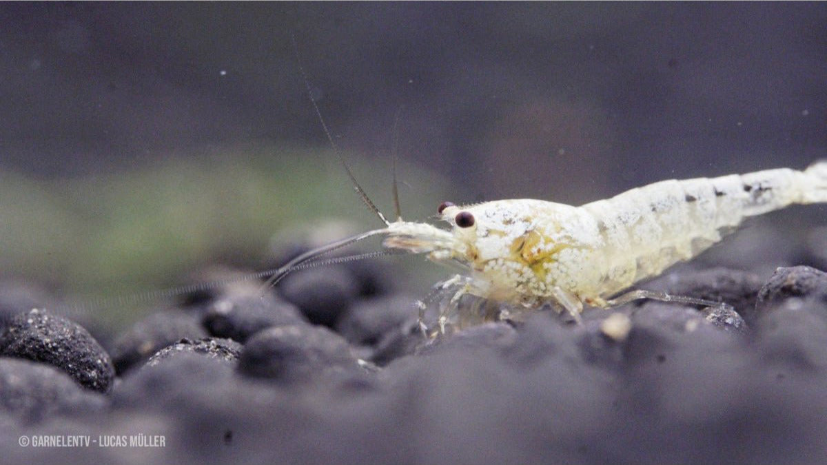 Snow White Bee Shrimp - Golden Bee Shrimp - Caridina logemanni (DNZ) - GarnelenTv-Shop

Snow White Bee Shrimp im Aquarium


