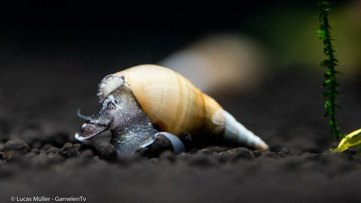 Spiky Turmdeckelschnecke im Aquarium auf Bodengrund
