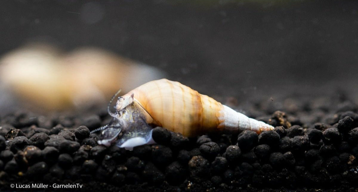 Spiky Turmdeckelschnecke - Tarebia lineata (DNZ) - GarnelenTv-Shop
