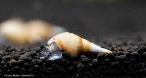 Spiky Turmdeckelschnecke - Tarebia lineata (DNZ) - GarnelenTv-Shop
