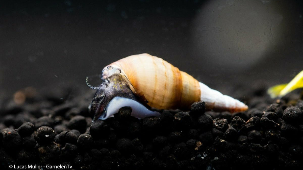 Spiky Turmdeckelschnecke im Aquarium auf Bodengrund
