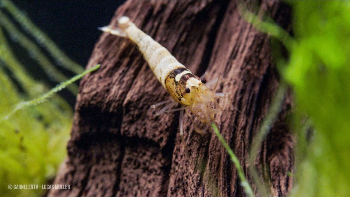 Spotted Head Bee Black Garnelen K12 mit schwarzem Kopf und weißem Körper