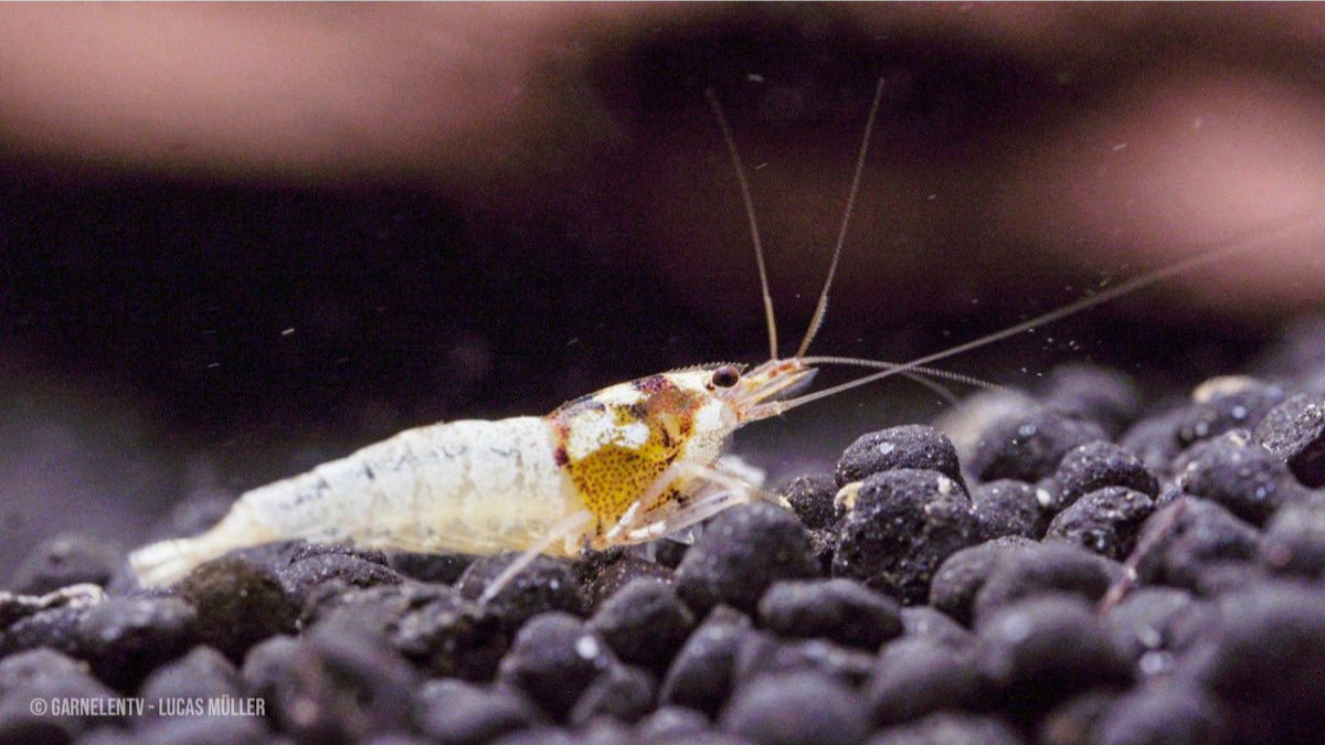 Spotted Head Bee Black Garnelen K12 mit schwarzem Kopf und weißem Körper