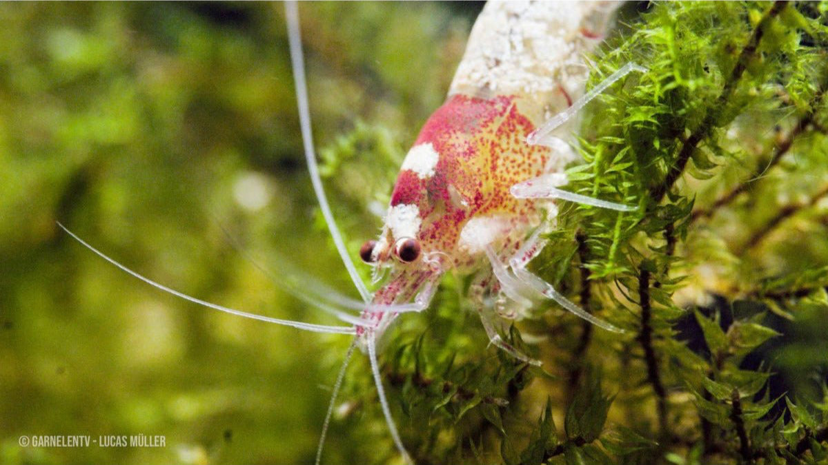 Spotted Head Bee "Red" K12 / K14 - Caridina logemanni - GarnelenTv-Shop

Spotted Head Bee Red Garnelen K12 mit rotem Kopf und weißem Körper

