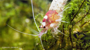 Spotted Head Bee "Red" K12 / K14 - Caridina logemanni - GarnelenTv-Shop

Spotted Head Bee Red Garnelen K12 mit rotem Kopf und weißem Körper

