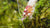 Spotted Head Bee "Red" K12 / K14 - Caridina logemanni - GarnelenTv-Shop

Spotted Head Bee Red Garnelen K12 mit rotem Kopf und weißem Körper

