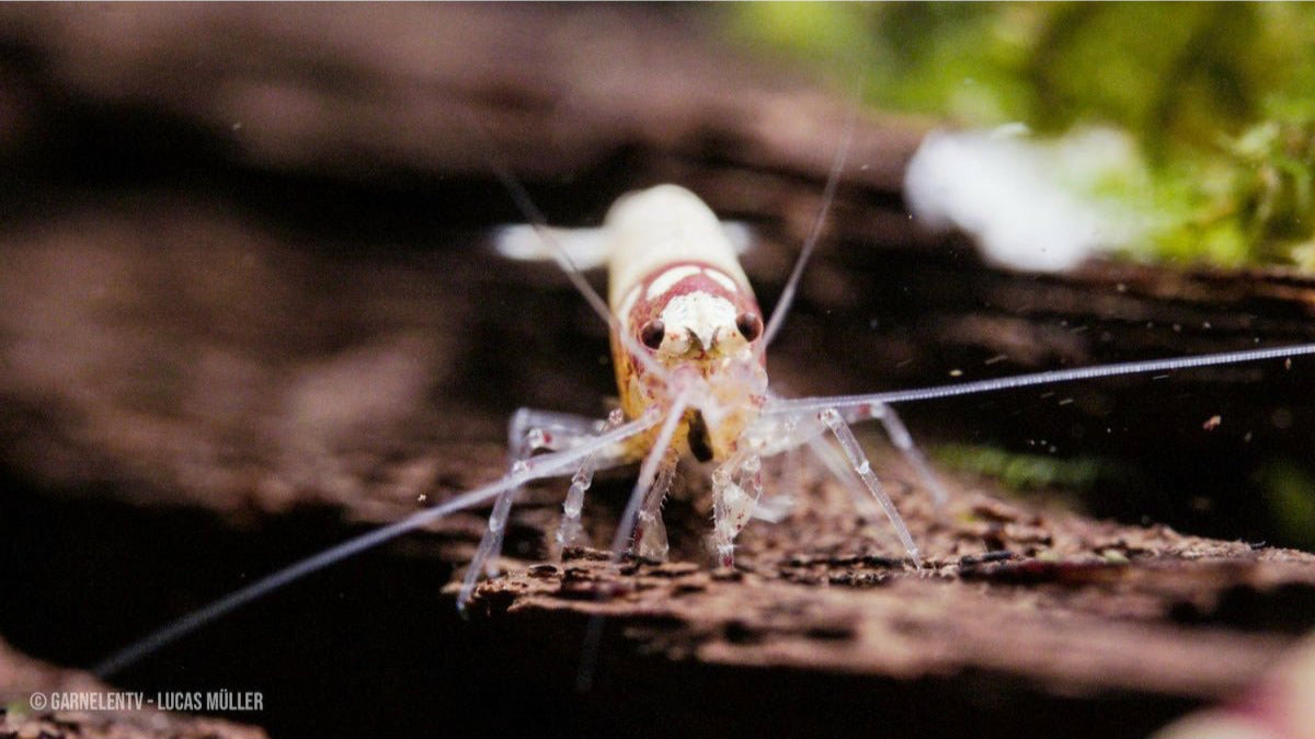 Spotted Head Bee "Red" K12 / K14 - Caridina logemanni - GarnelenTv-Shop

Spotted Head Bee Red Garnelen K12 mit rotem Kopf und weißem Körper

