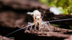 Caridina logemanni Spotted Head Bee Red Garnelen im Aquarium