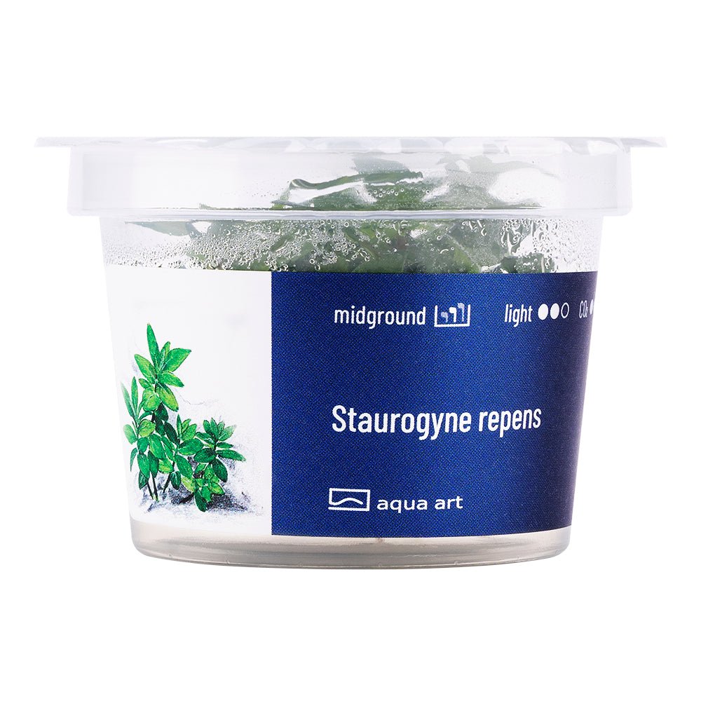 Staurogyne repens - InVitro - GarnelenTv-Shop

Staurogyne repens InVitro – Kompakte Vordergrundpflanze für Aquarien

