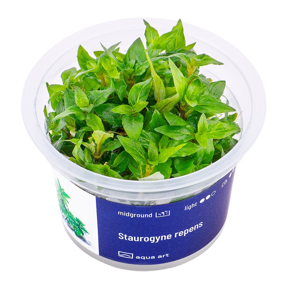 Staurogyne repens - InVitro - GarnelenTv-Shop

Staurogyne repens InVitro – Kompakte Vordergrundpflanze für Aquarien

