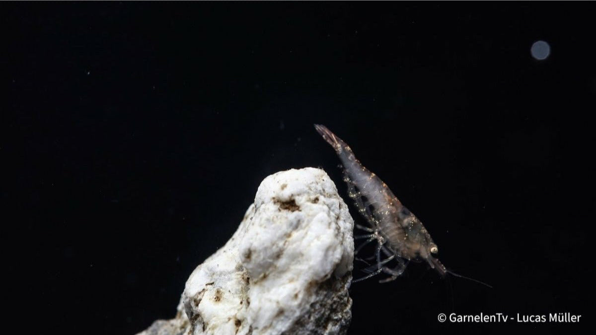 Sulawesi Algengarnele Malawa im bepflanzten Aquarium