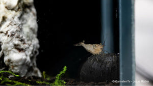 Caridina pareparensis parvidentata aus deutscher Nachzucht