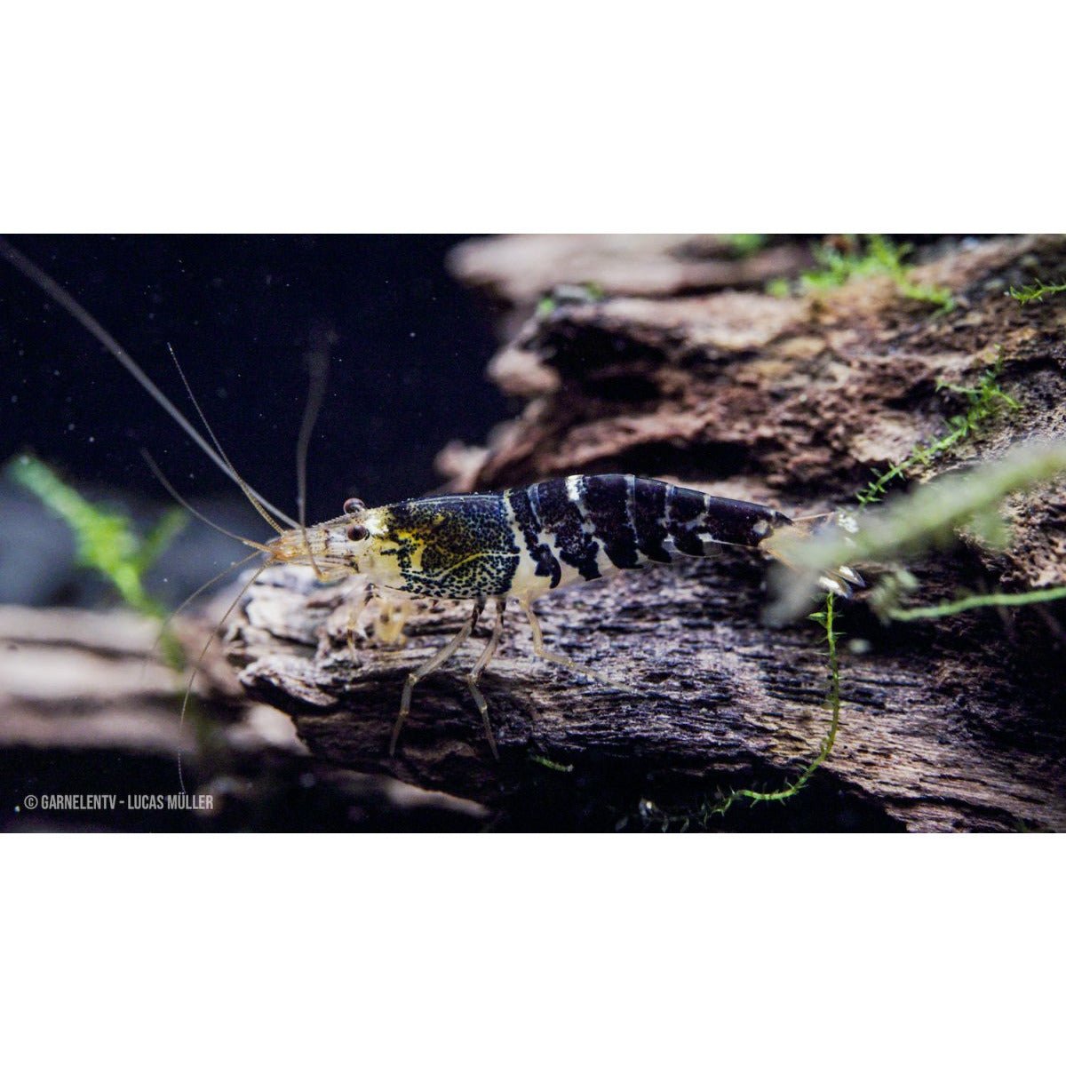 Super Crystal Black Garnele - Caridina logemanni (DNZ) - GarnelenTv-Shop