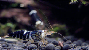 Super Crystal Black Garnele – Harmoniert gut mit anderen Aquarientieren