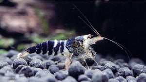 Caridina logemanni Super Crystal Black – Ideal für Friedliche Aquarien