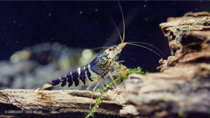 Garnelen im Aquarium – Super Crystal Black in Aktion