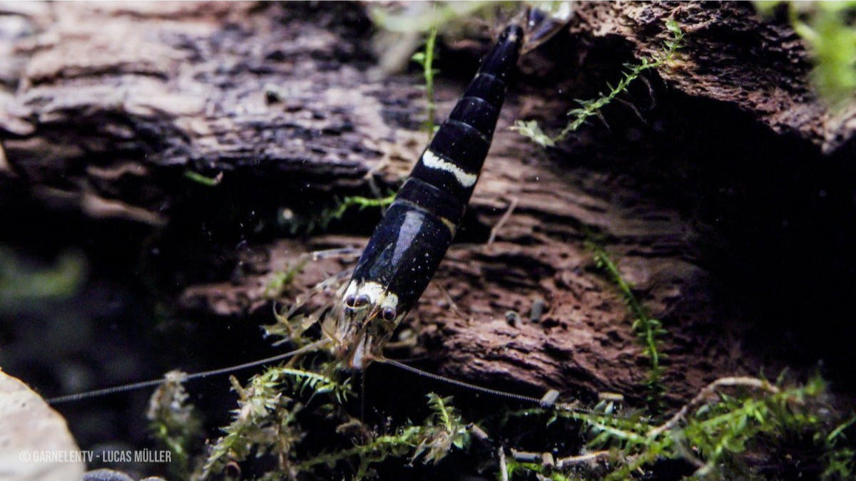 Super Crystal Black Garnelenpflege – Einfache Haltung im Aquarium