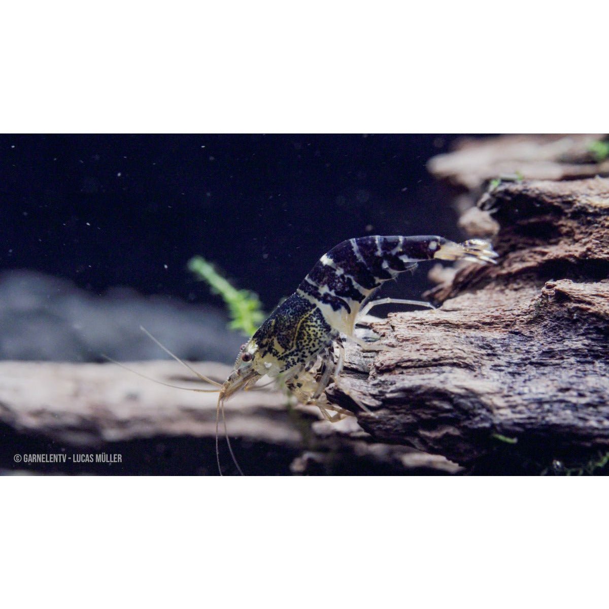 Super Crystal Black Garnele - Caridina logemanni (DNZ) - GarnelenTv-Shop