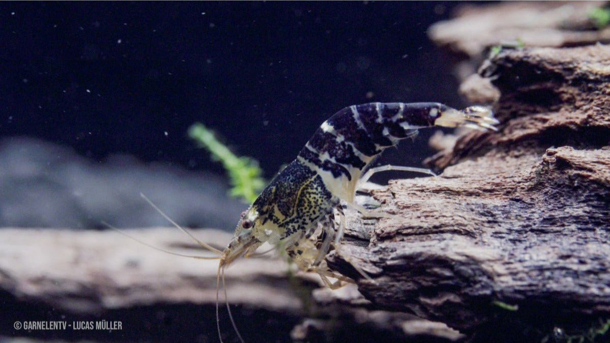 Super Crystal Black Garnele – Beliebte Garnelenart für Aquarien