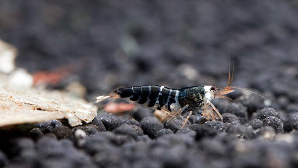 Super Crystal Black Garnele - Caridina logemanni (DNZ) - GarnelenTv-Shop


Super Crystal Black Garnele im Aquarium – Caridina logemanni

