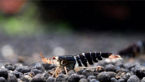 Super Crystal Black Garnele – Pflegeleichte Aquaristik für Anfänger