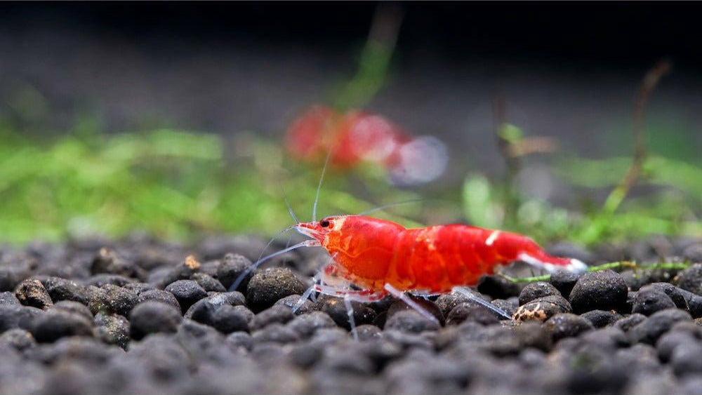 Super Crystal Red Garnele auf Moos sitzend