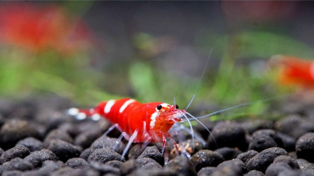 Caridina logemanni mit kräftiger Rotfärbung