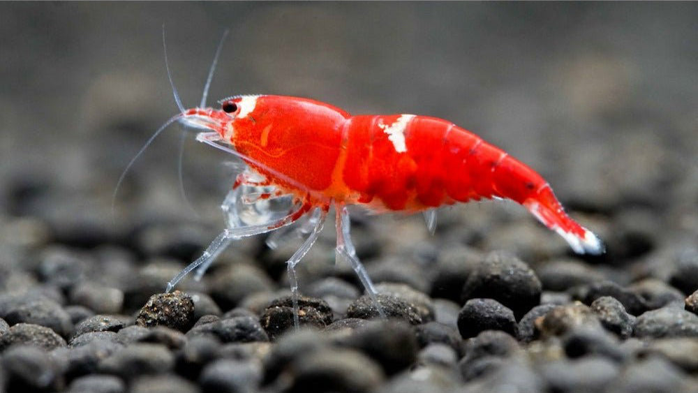Zuchtform der Bienengarnele im Süßwasseraquarium
