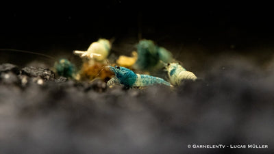 Taiwan Bee - Blue Bolt  - Caridina sp.