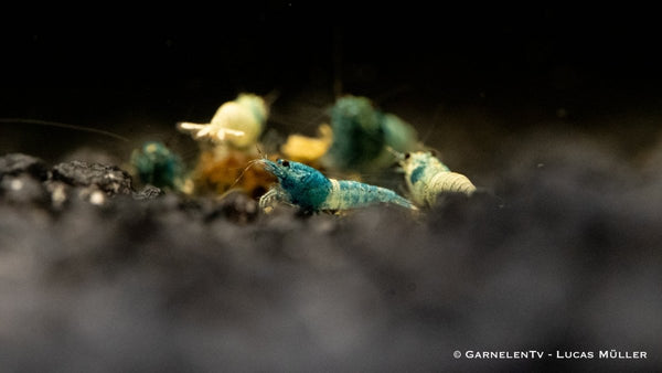 Taiwan Bee - Blue Bolt - Caridina sp. - GarnelenTv-Shop