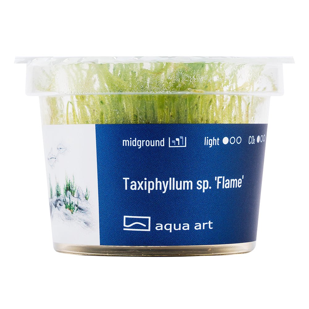 Taxiphyllum sp. 'Flame' - InVitro - GarnelenTv-Shop
Taxiphyllum sp. 'Flame' InVitro – Flame Moss für Aquarien

