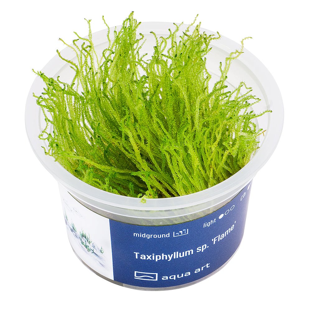 Taxiphyllum sp. 'Flame' - InVitro - GarnelenTv-Shop
Taxiphyllum sp. 'Flame' InVitro – Flame Moss für Aquarien

