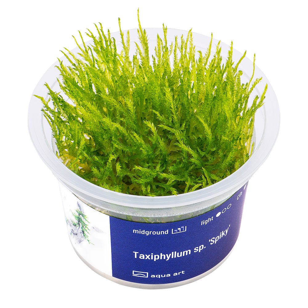 Taxiphyllum sp. 'Spiky' - InVitro - GarnelenTv-Shop

Taxiphyllum sp. 'Spiky' InVitro – Christmas Moss für Aquarium

