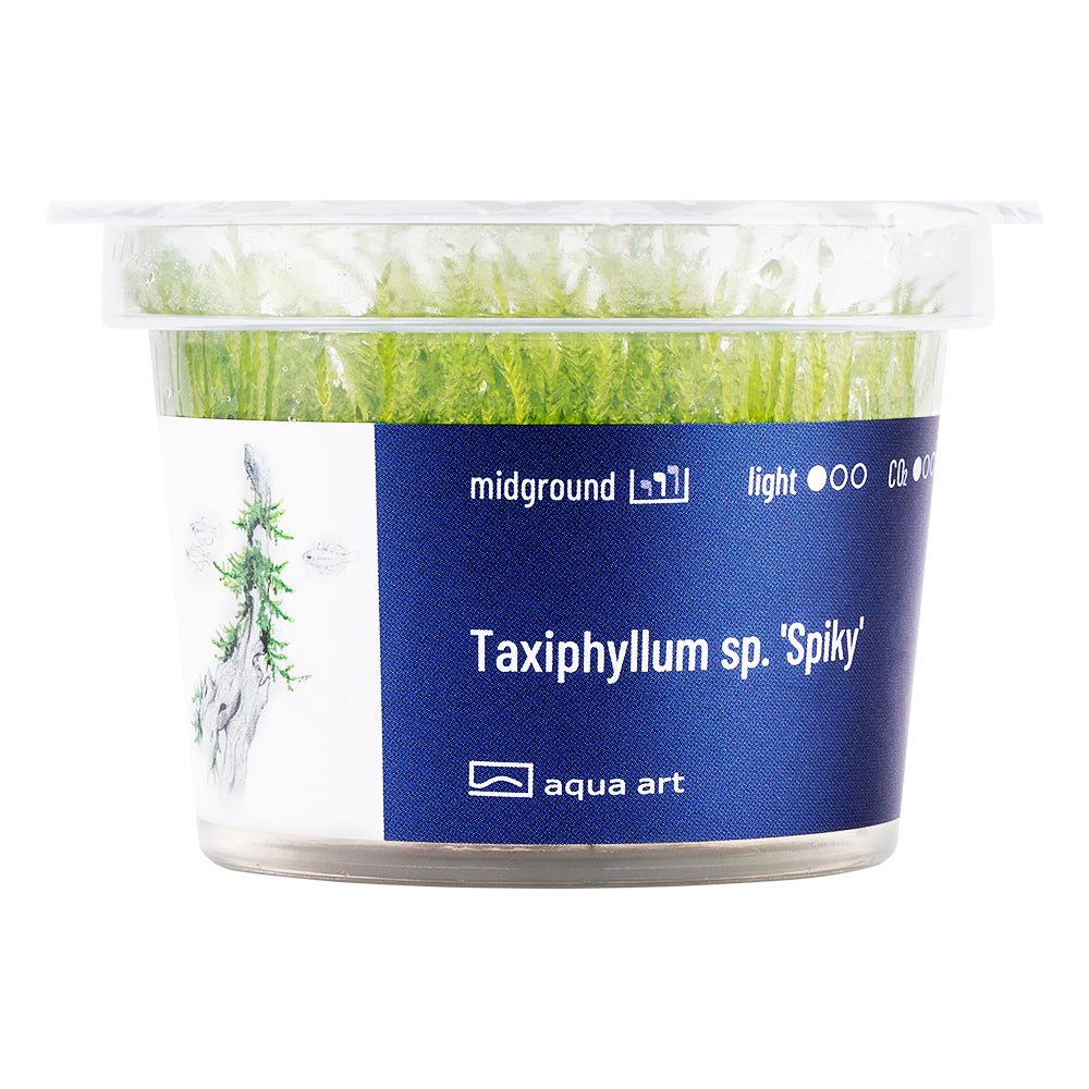 Taxiphyllum sp. 'Spiky' - InVitro - GarnelenTv-Shop

Taxiphyllum sp. 'Spiky' InVitro – Christmas Moss für Aquarium

