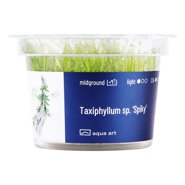 Taxiphyllum sp. 'Spiky' - InVitro - GarnelenTv-Shop