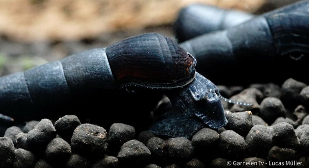 Faunus ater neben Garnelen im Aquarium