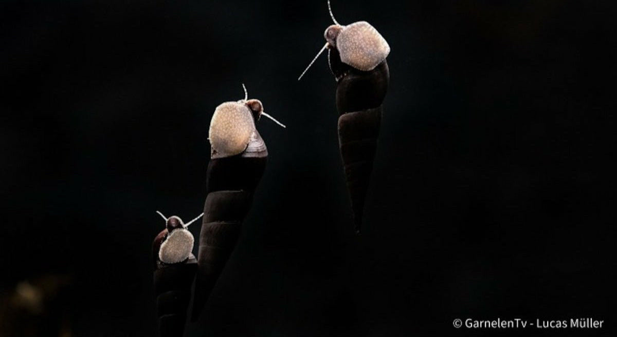Teufelsdornschnecke - Faunus ater - GarnelenTv-Shop


Teufelsdornschnecke Faunus ater im tropischen Aquarium

