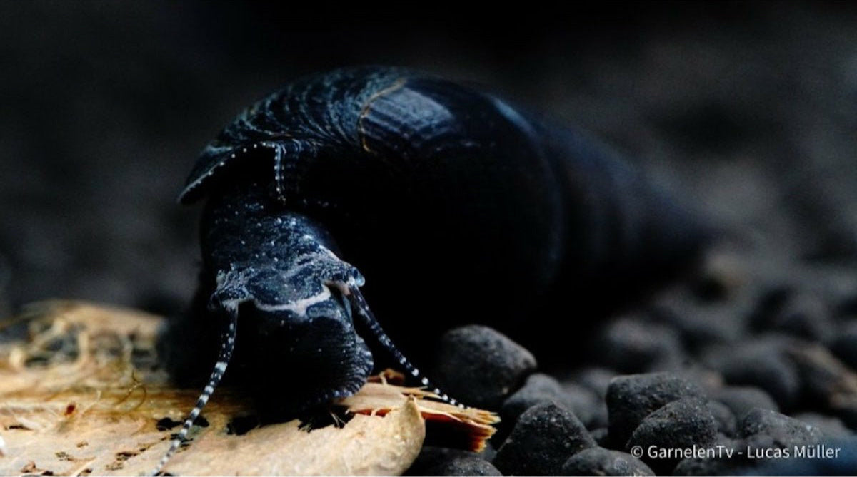 Teufelsdornschnecke reinigt Bodengrund im Süßwasseraquarium