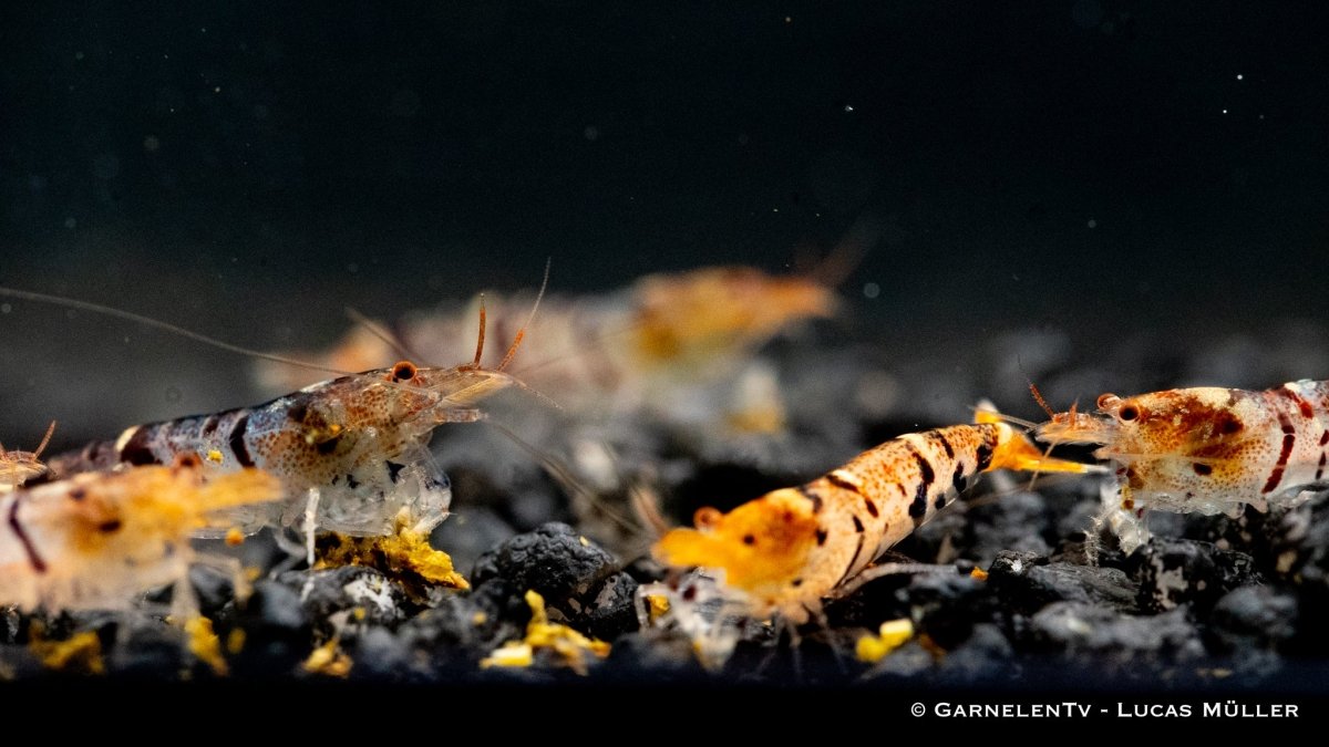 Nahaufnahme einer Gruppe von Tigergarnelen

Tigergarnele Caridina mariae im Aquarium

