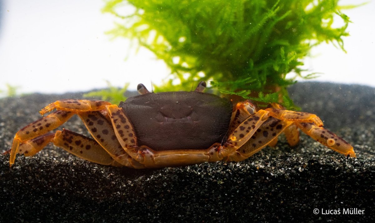 Towuti-Krabbe - Rostbraune Sulawesikrabbe - Parathelphusa ferruginea - GarnelenTv-Shop