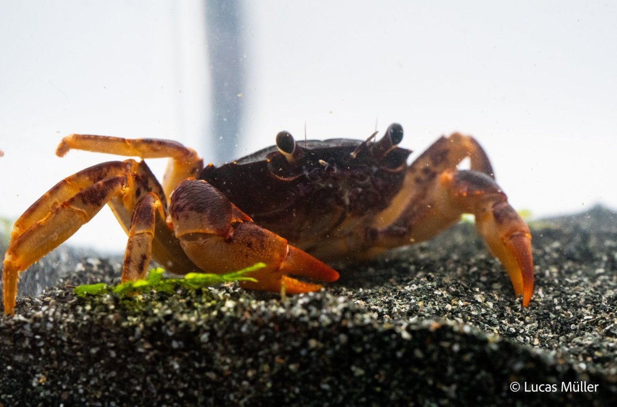 Towuti-Krabbe - Rostbraune Sulawesikrabbe - Parathelphusa ferruginea - GarnelenTv-Shop