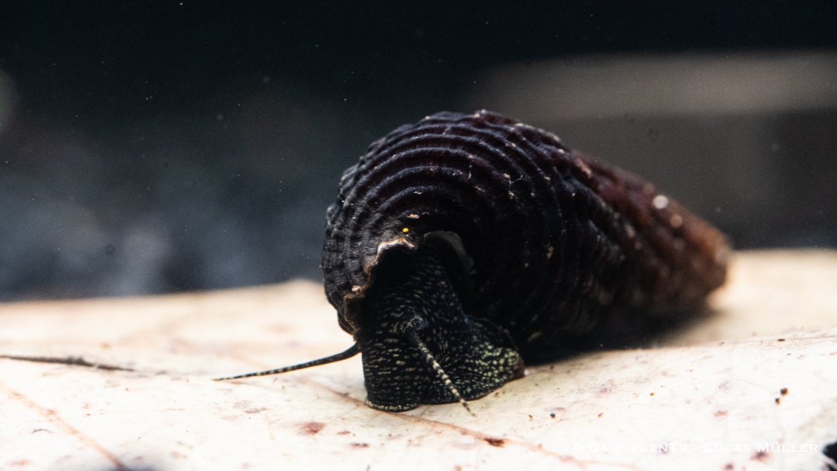 Tylomelania towutensis - Turmdeckelschnecke - Towuti black/yellow - GarnelenTv-Shop

Tylomelania towutensis mit charakteristischem Turmgehäuse
