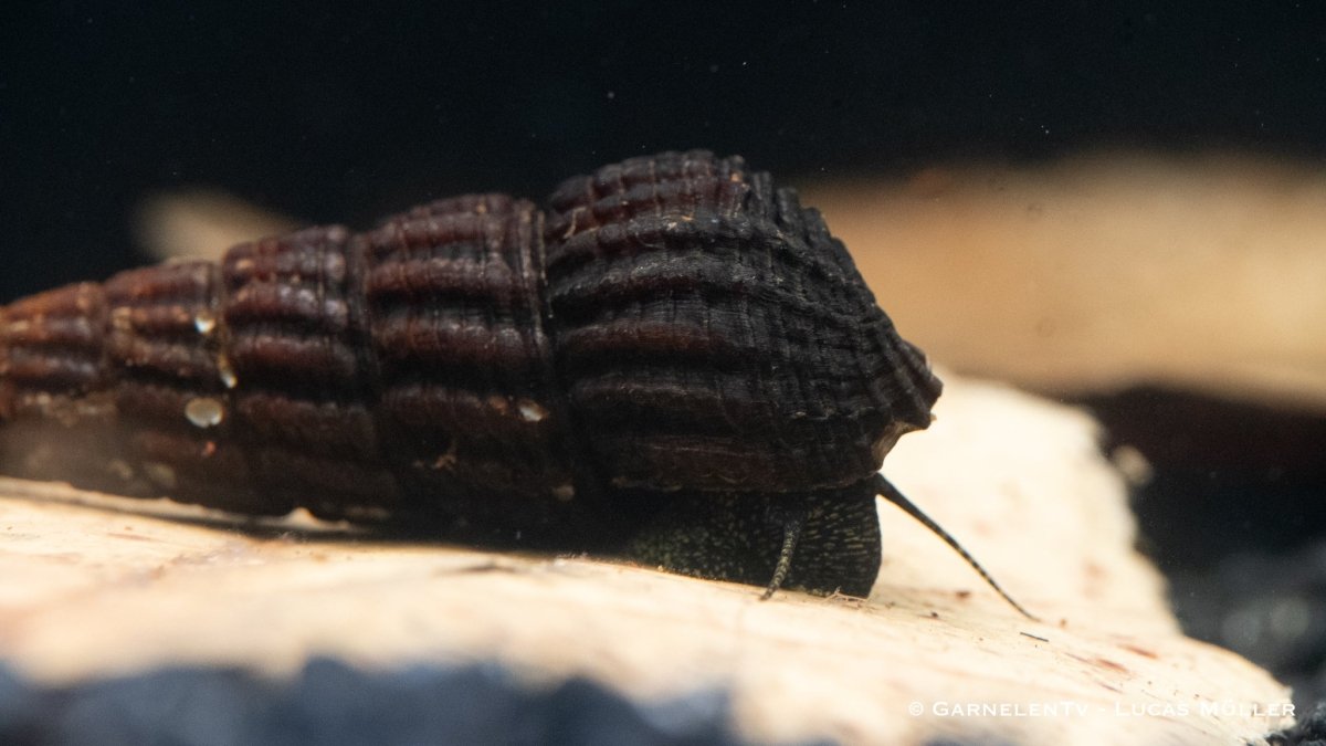 Tylomelania towutensis - Turmdeckelschnecke - Towuti black/yellow - GarnelenTv-Shop

Tylomelania towutensis – Towuti black/yellow im Aquarium
