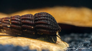 Tylomelania towutensis - Turmdeckelschnecke - Towuti black/yellow - GarnelenTv-Shop

Süßwasserschnecke aus dem Towuti-See auf Steinen
