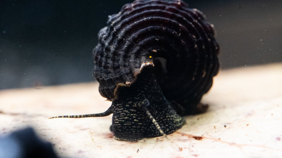 Tylomelania towutensis - Turmdeckelschnecke - Towuti black/yellow - GarnelenTv-Shop

Tylomelania towutensis – Towuti black/yellow im Aquarium
